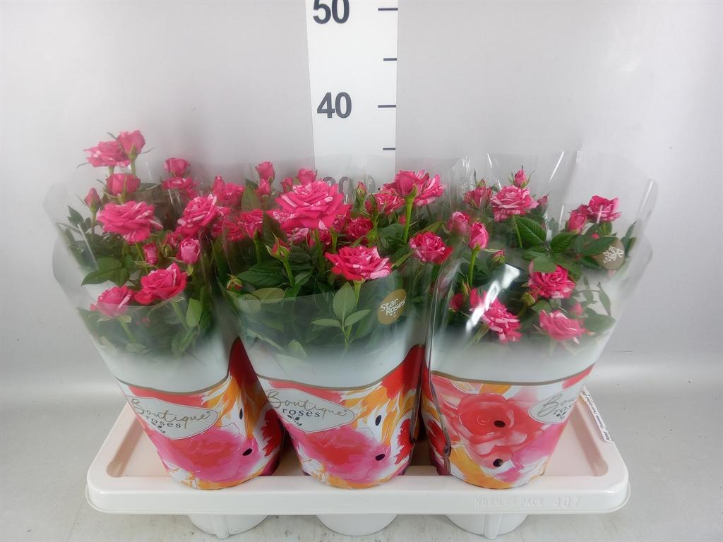 Горшечные цветы и растения оптом Rosa tunesie Twin Colour Star от 7шт из Голландии с доставкой по России