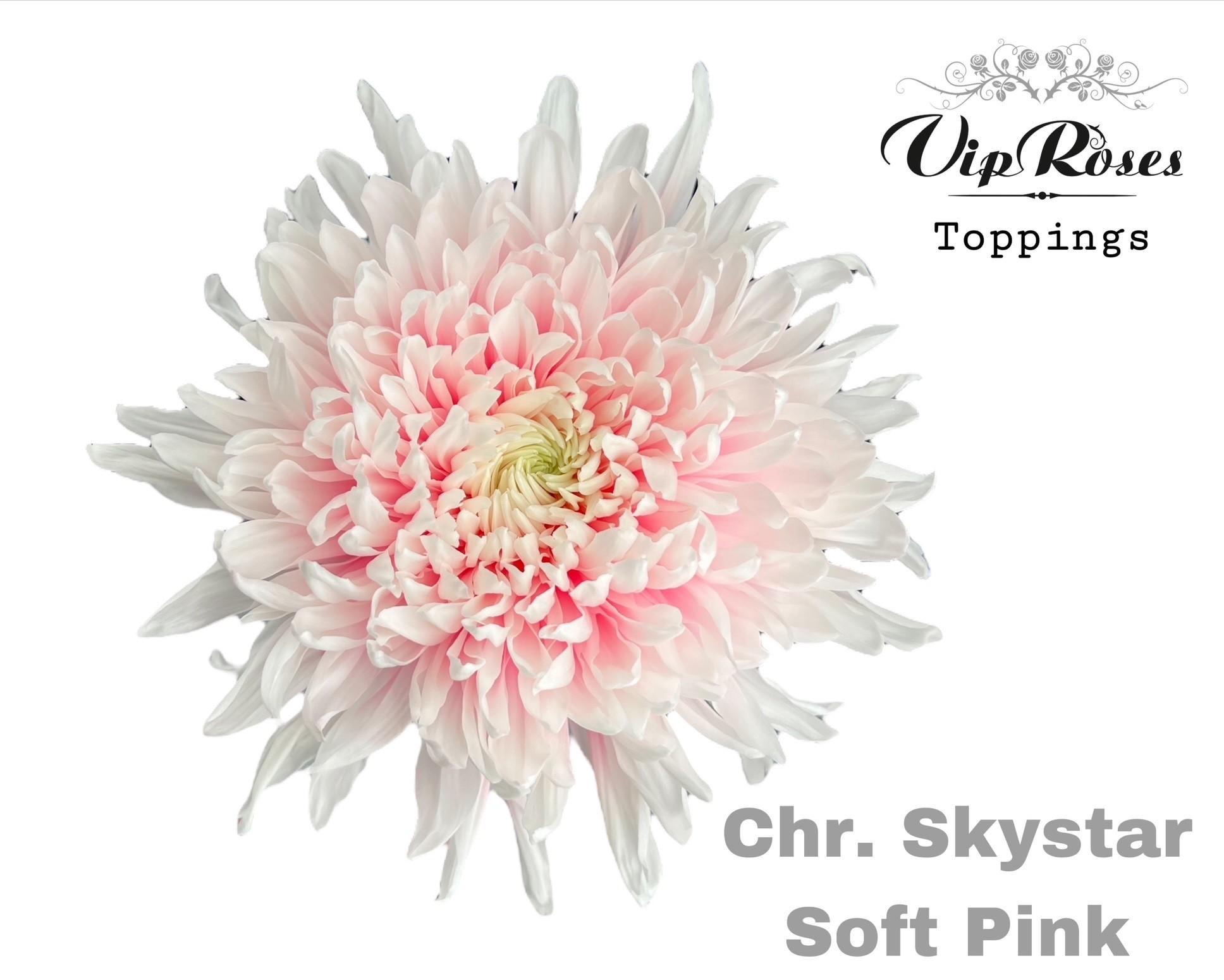 Срезанные цветы оптом Chrys bl paint skystar soft pink от 20шт из Голландии с доставкой по России