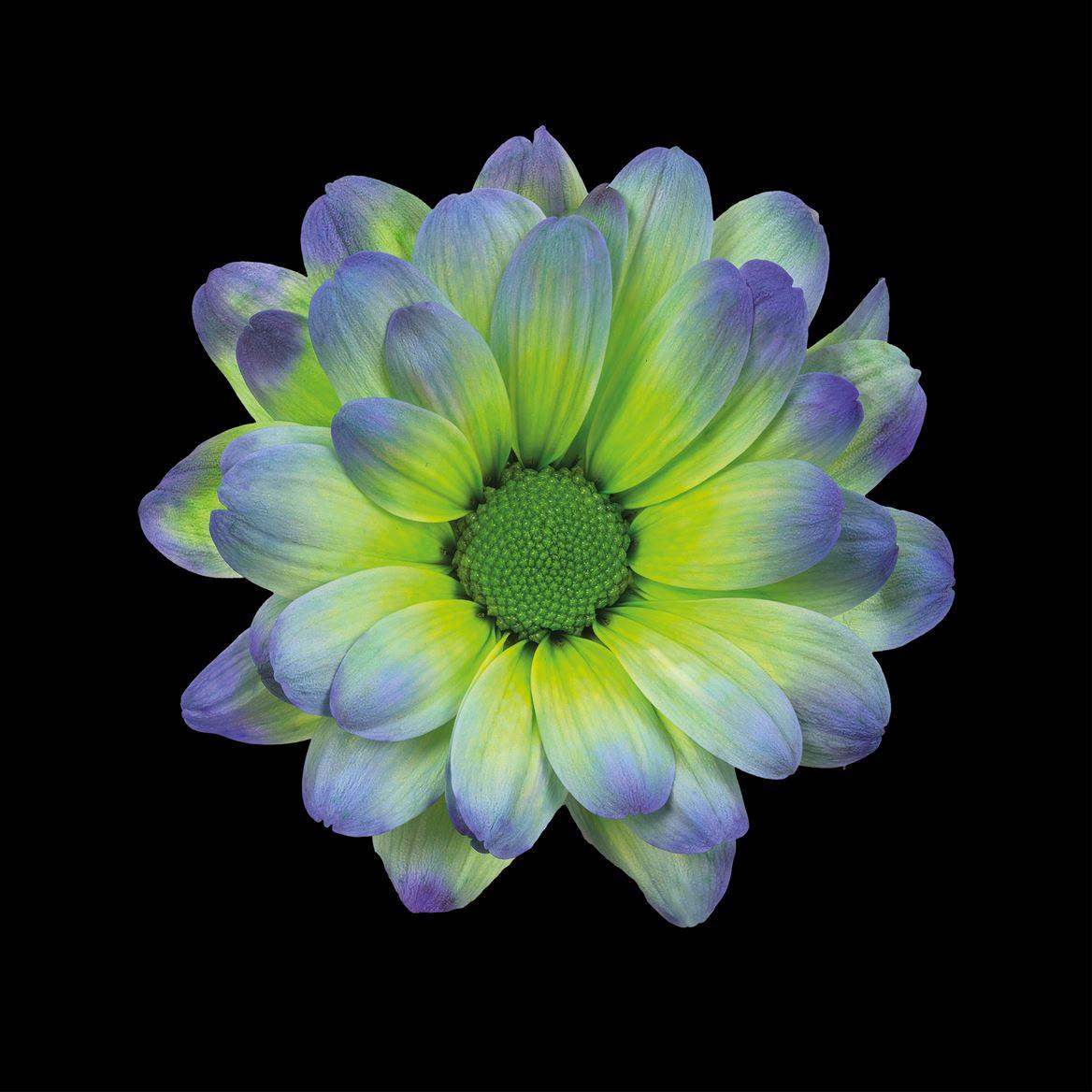 Срезанные цветы оптом Chrys sp paint kennedy polar light от 40шт из Голландии с доставкой по России