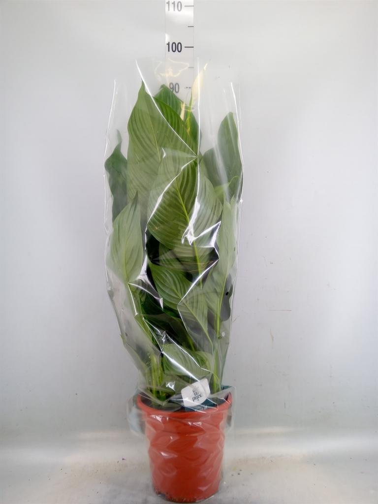 Горшечные цветы и растения оптом Spath Sweet Lauretta 2+ (air So Pure) от 1шт из Голландии с доставкой по России