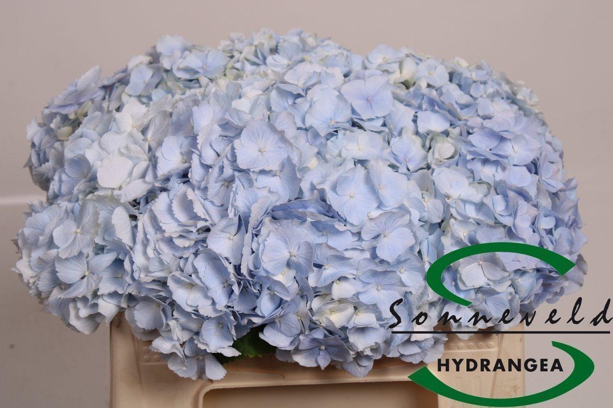 Срезанные цветы оптом Hydrangea verena blue от 10шт из Голландии с доставкой по России