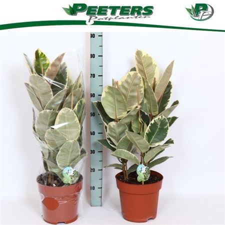 Горшечные цветы и растения оптом Ficus El Tineke 3pp от 1шт из Голландии с доставкой по России