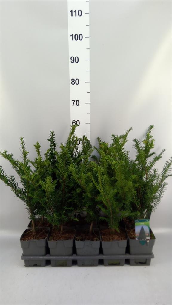 Горшечные цветы и растения оптом Taxus Baccata от 10шт из Голландии с доставкой по России