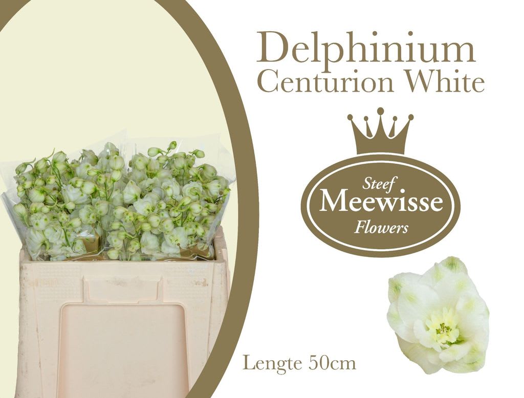 Срезанные цветы оптом Delphinium el du centurion white от 40шт из Голландии с доставкой по России