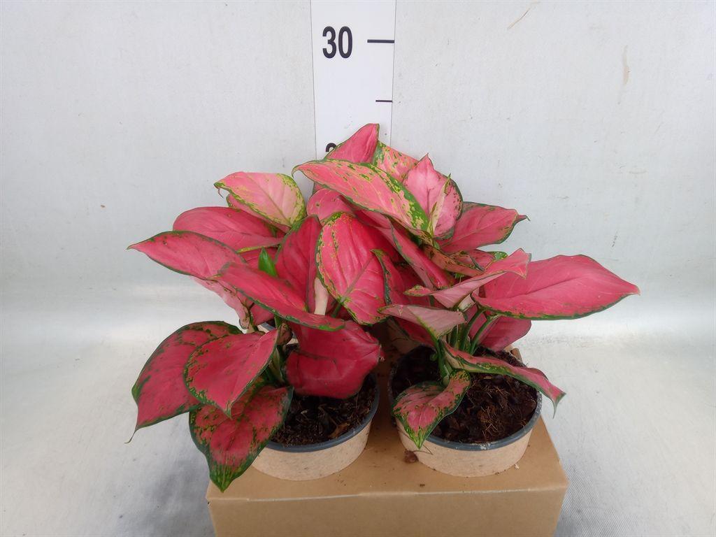 Горшечные цветы и растения оптом Aglaonema   ... от 4шт из Голландии с доставкой по России