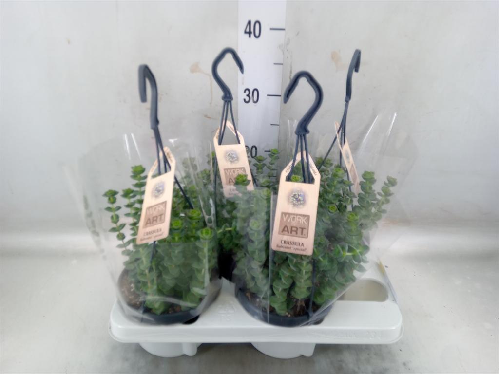 Горшечные цветы и растения оптом Crassula Marnieriana от 4шт из Голландии с доставкой по России