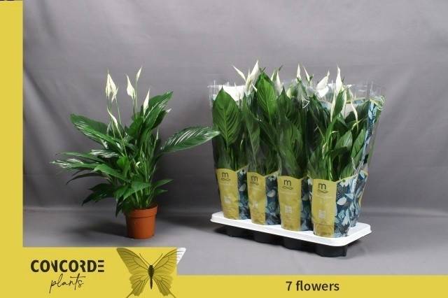 Горшечные цветы и растения оптом Spath Pico Cupido от 8шт из Голландии с доставкой по России