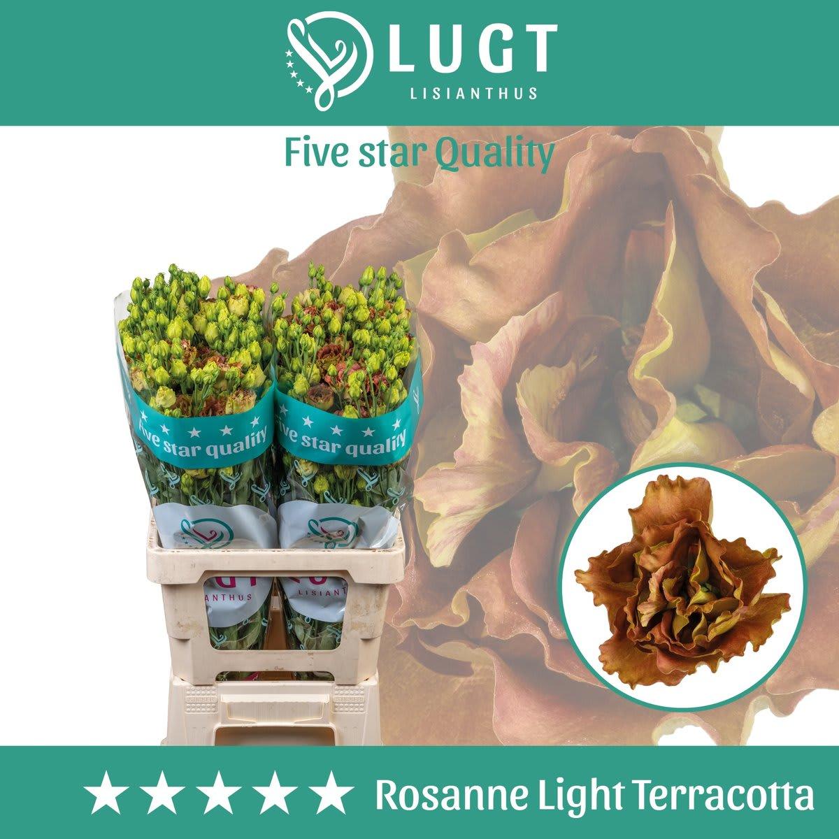 Срезанные цветы оптом Lisianthus do rosanne light terracotta от 20шт из Голландии с доставкой по России