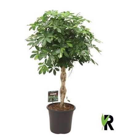 Горшечные цветы и растения оптом Schefflera Gold Capella Twisted Stem от 1шт из Голландии с доставкой по России