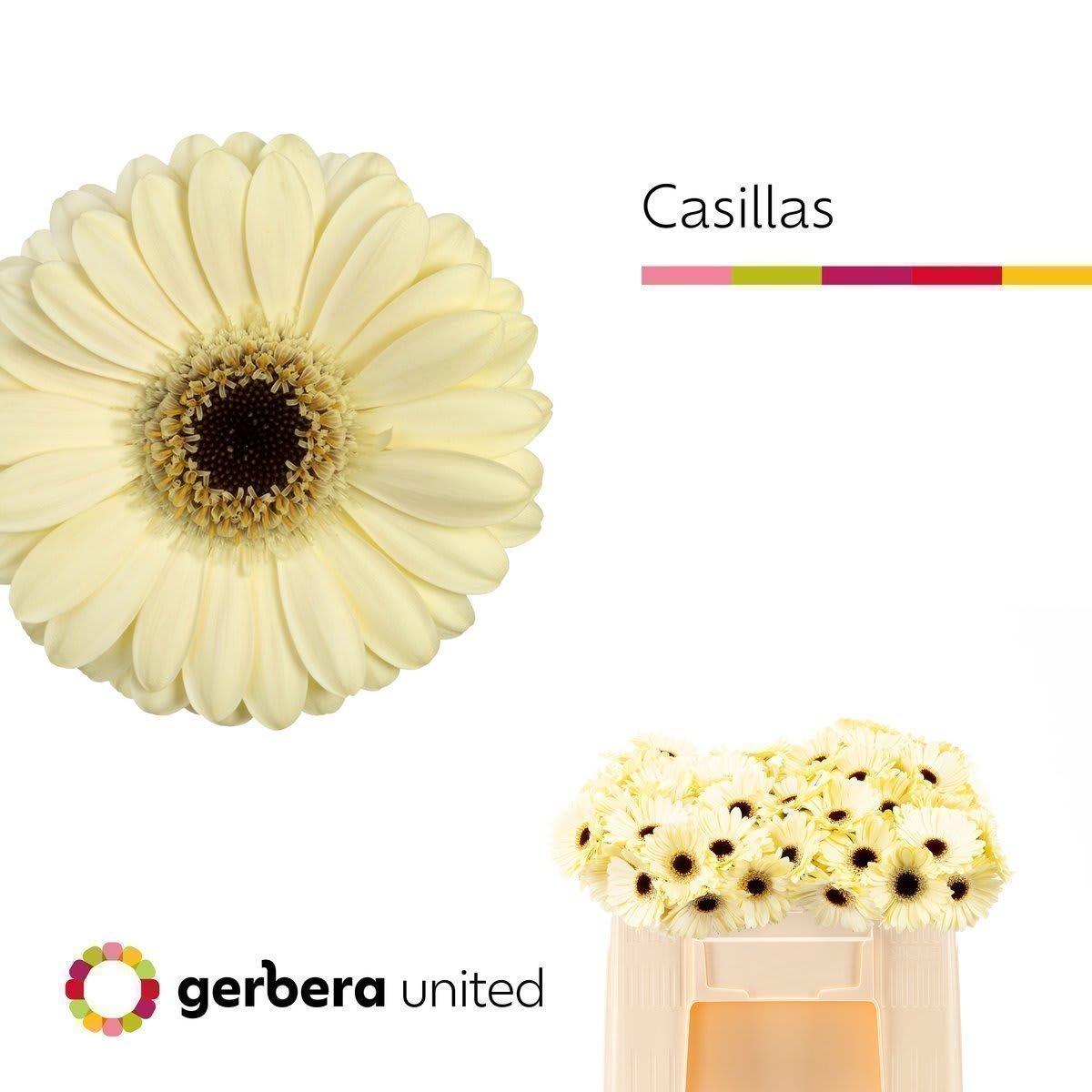 Срезанные цветы оптом Germini casillas+ от 80шт из Голландии с доставкой по России