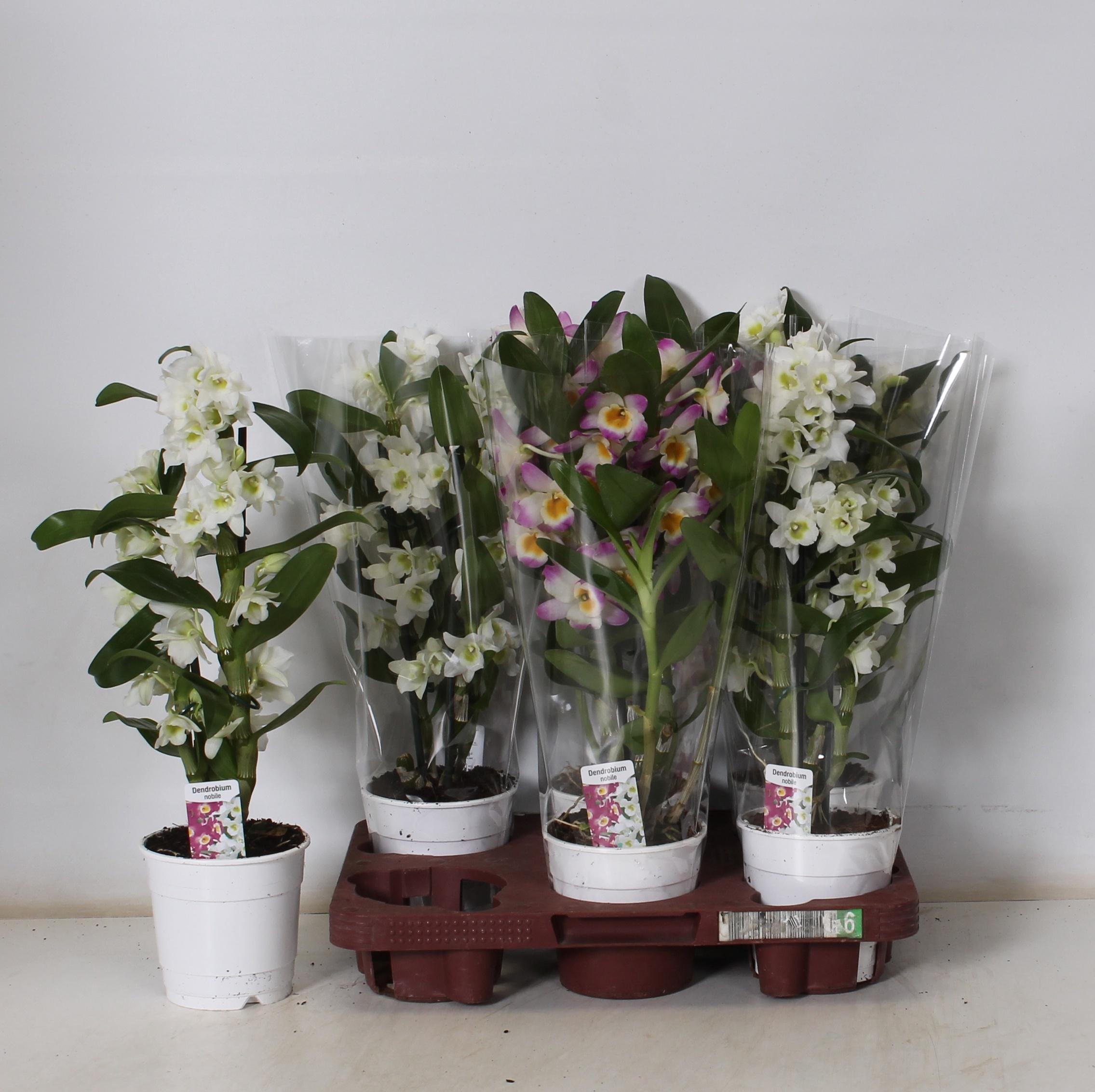 Горшечные цветы и растения оптом Dendr Nob 2st Mix 10+ (de Hoog) от 6шт из Голландии с доставкой по России