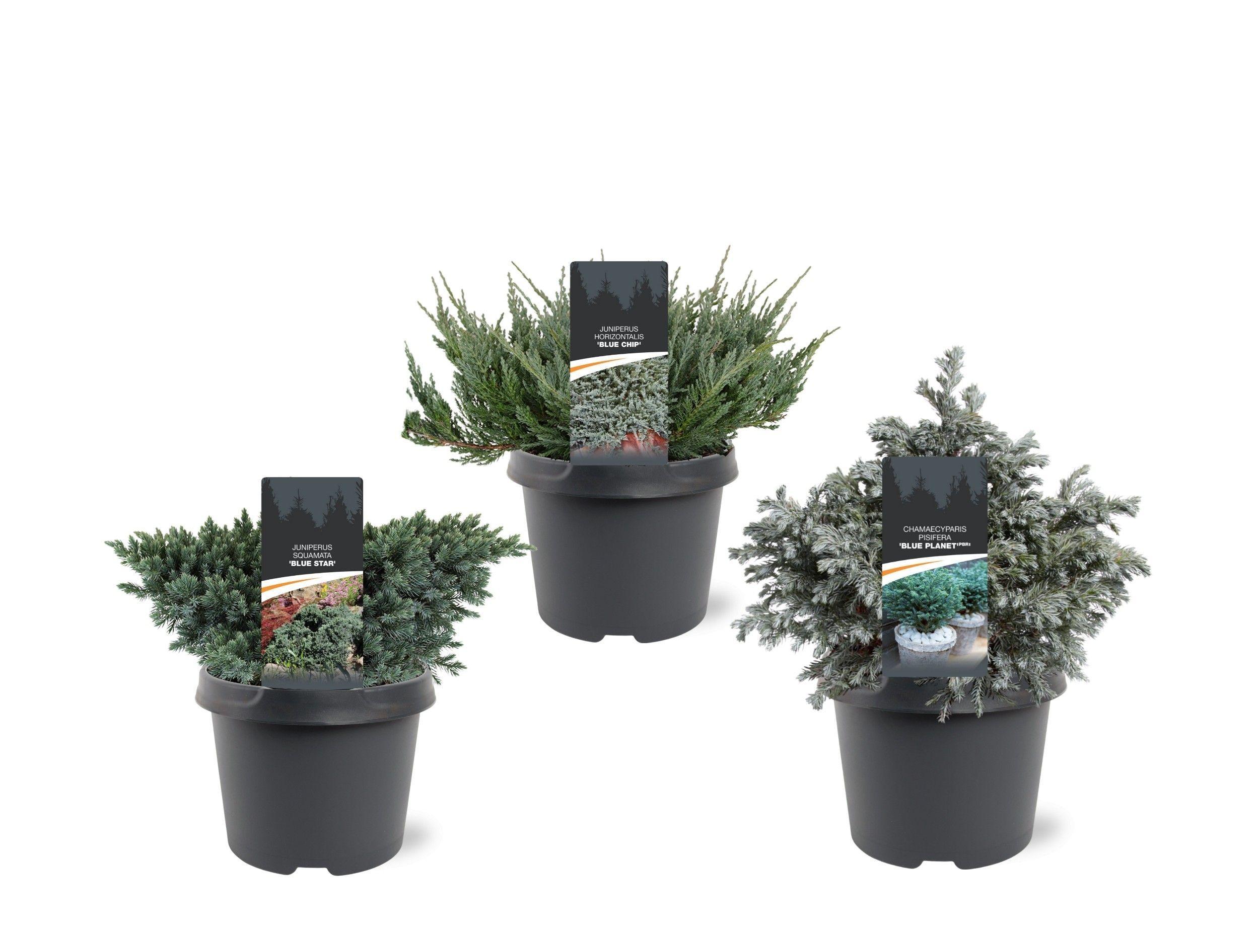 Горшечные цветы и растения оптом Coniferen Blue Mix от 1шт из Голландии с доставкой по России