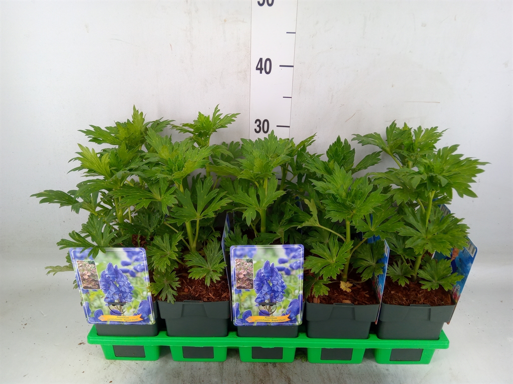 Горшечные цветы и растения оптом Aconitum Carmichaelii от 10шт из Голландии с доставкой по России