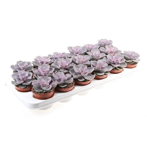 Горшечные цветы и растения оптом Echeveria Perle Von Nurnberg от 18шт (для телеги) из Голландии с доставкой по России