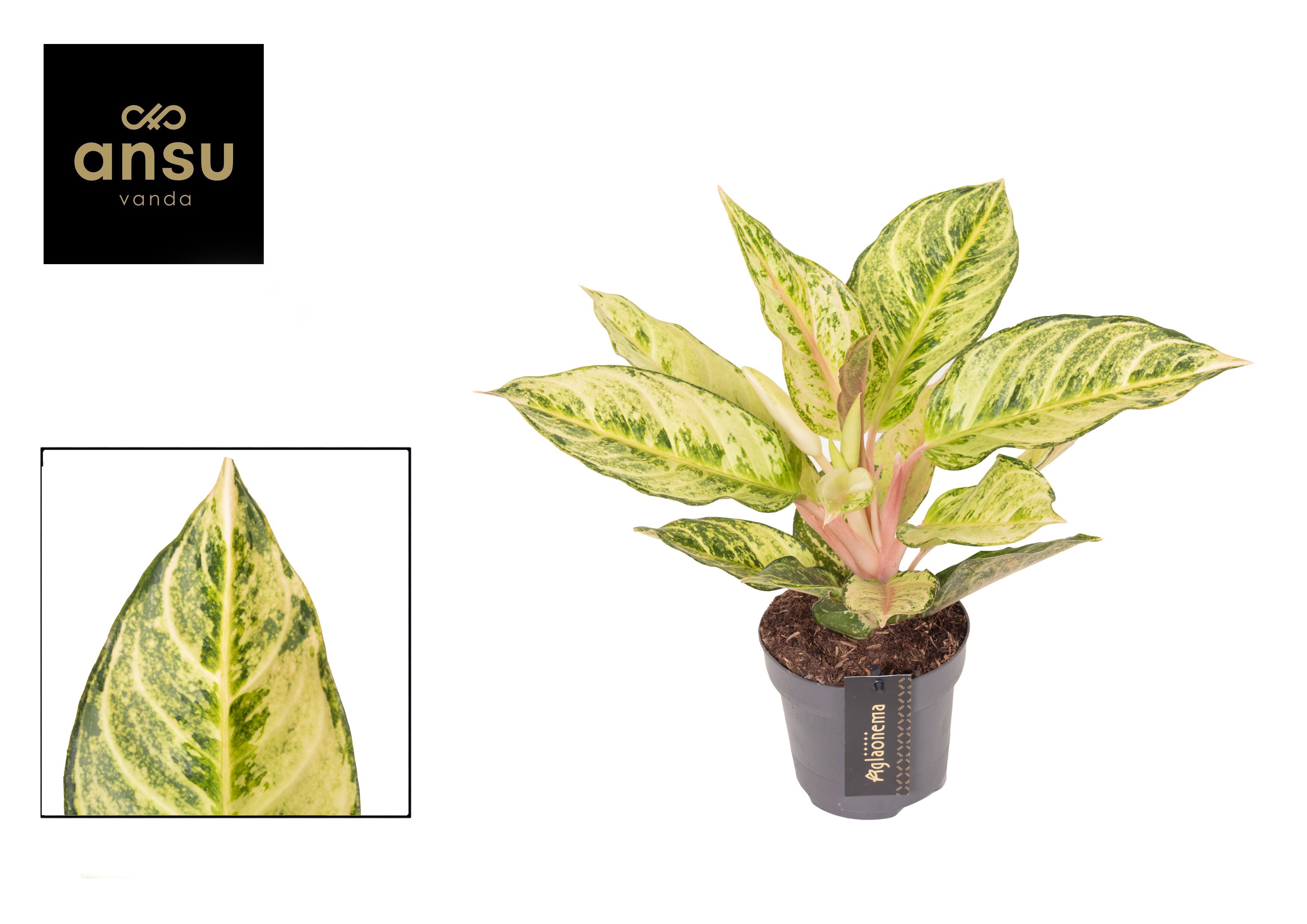Горшечные цветы и растения оптом Aglaonema Chartreuse Pretty от 6шт из Голландии с доставкой по России