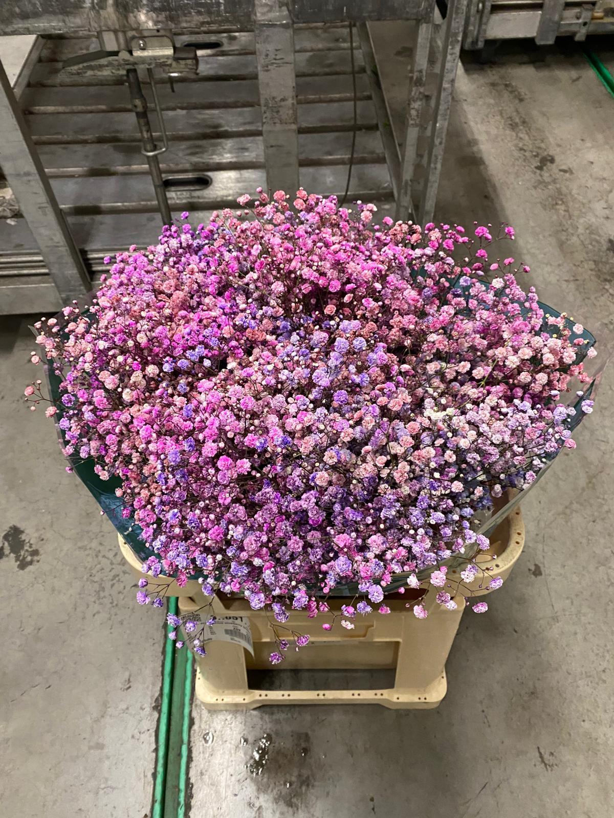 Срезанные цветы оптом Gyps ec paint blueberry blossom 1000g от 25шт из Голландии с доставкой по России
