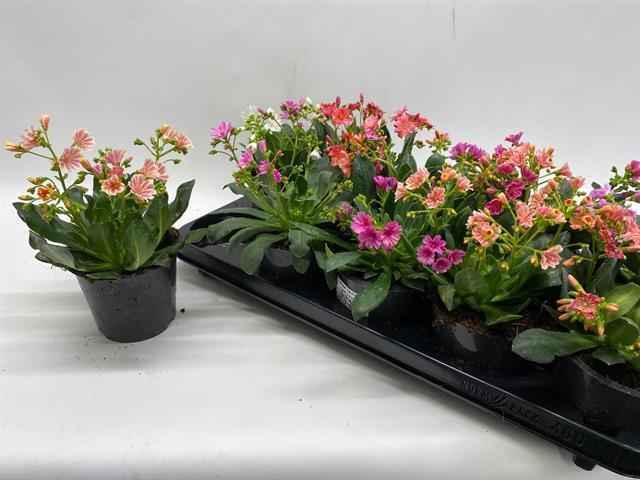Горшечные цветы и растения оптом Lewisia Happy Colours Mix от 10шт из Голландии с доставкой по России