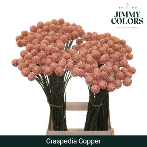 Срезанные цветы оптом Craspedia paint copper от 50шт из Голландии с доставкой по России