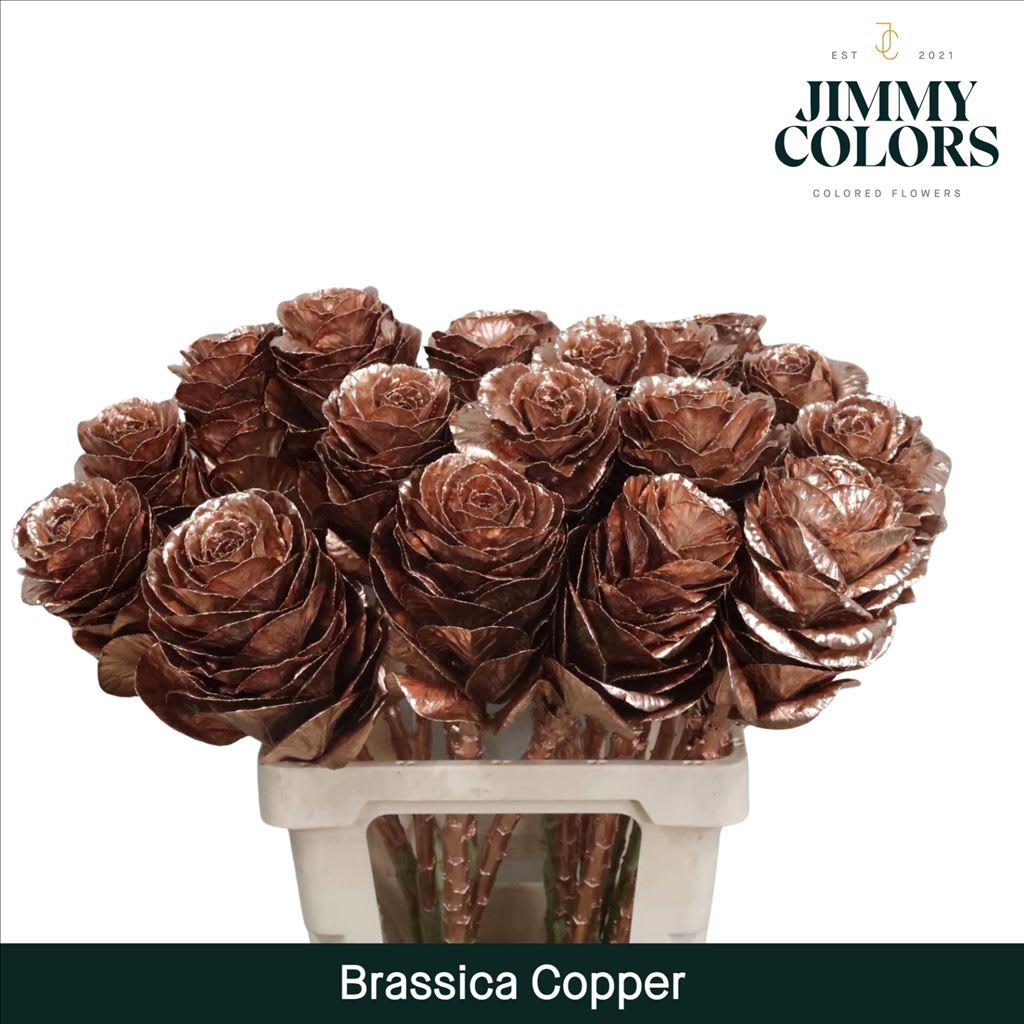 Срезанные цветы оптом Brassica L60 Copper от 20шт из Голландии с доставкой по России