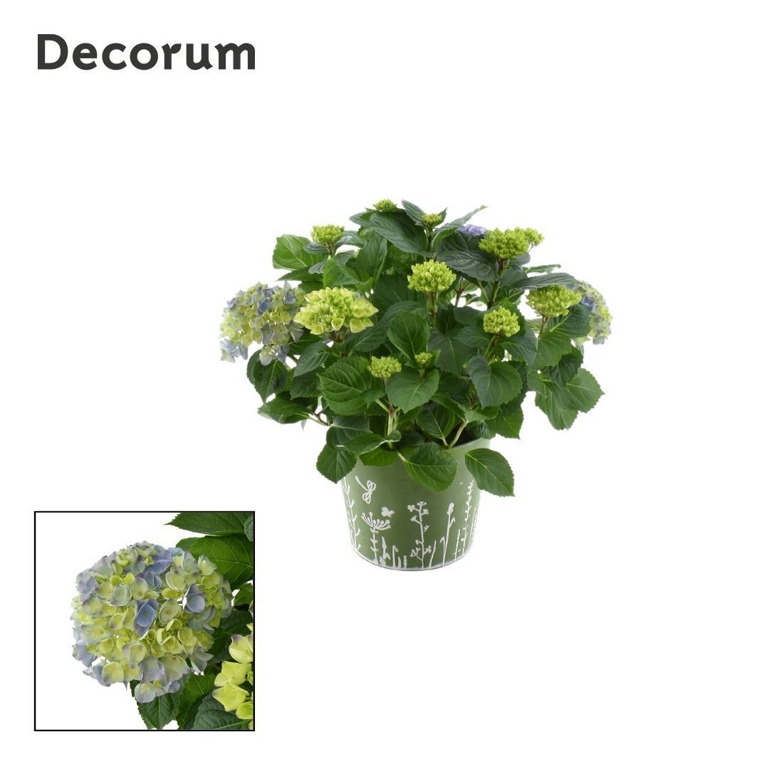 Горшечные цветы и растения оптом Hydrangea Bol Blue 7 - 12 Kop In Zink Groen (decor от 1шт из Голландии с доставкой по России