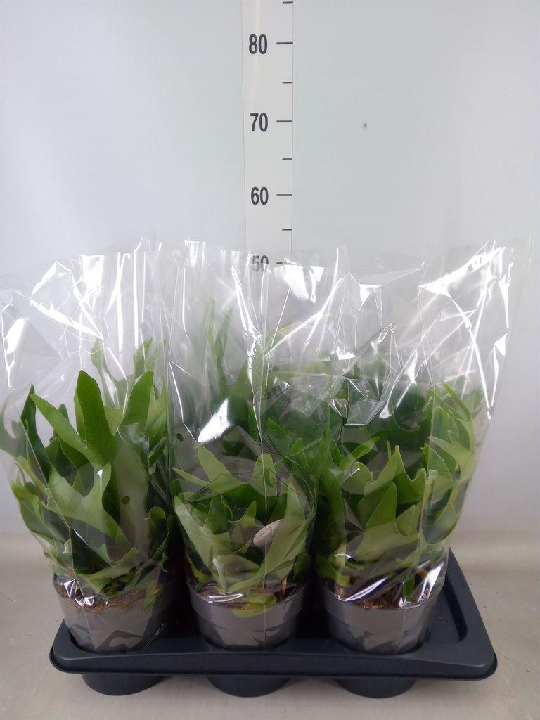 Горшечные цветы и растения оптом Platycerium Bifurc. от 6шт из Голландии с доставкой по России