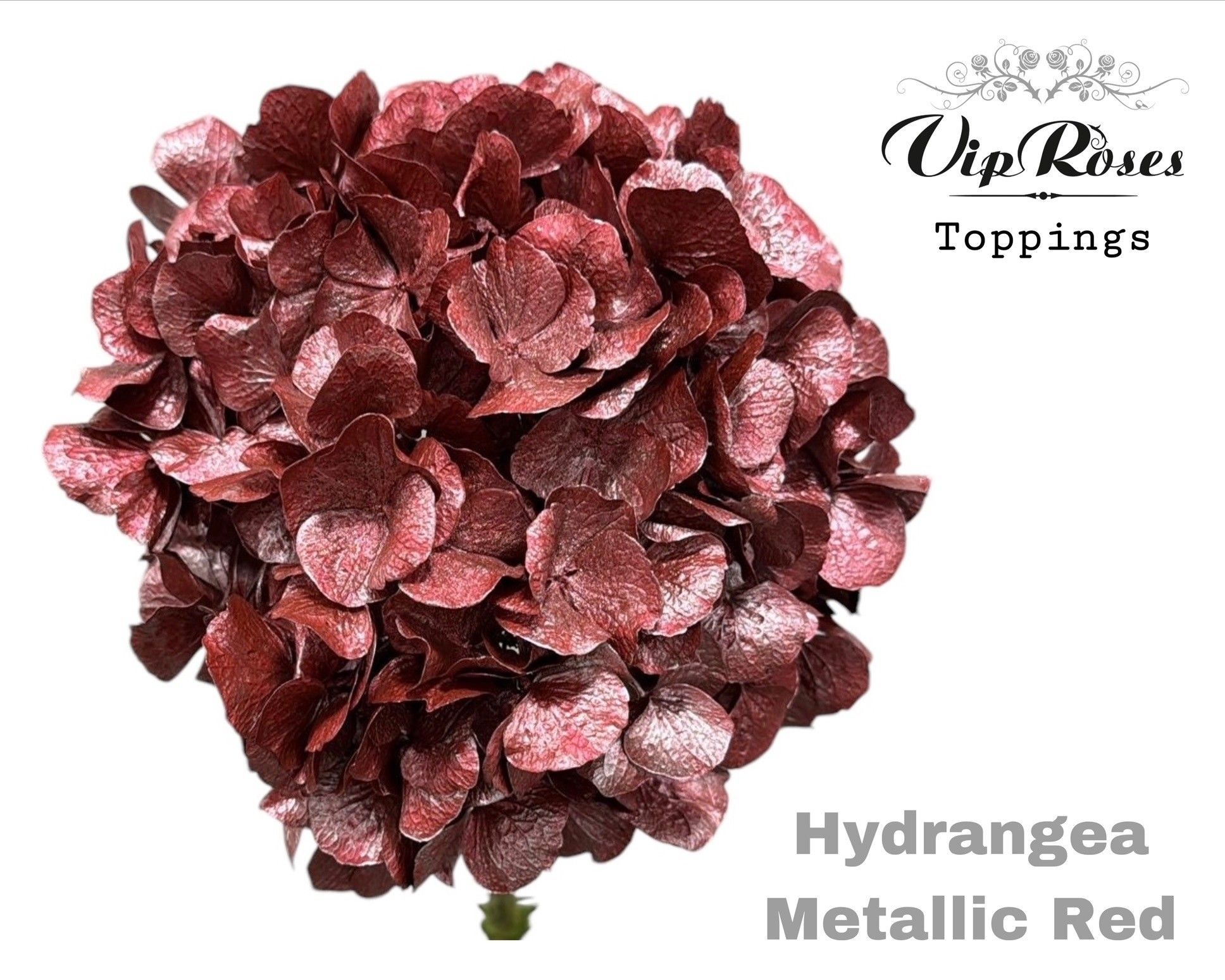 Срезанные цветы оптом Hydrangea paint metallic red от 10шт из Голландии с доставкой по России