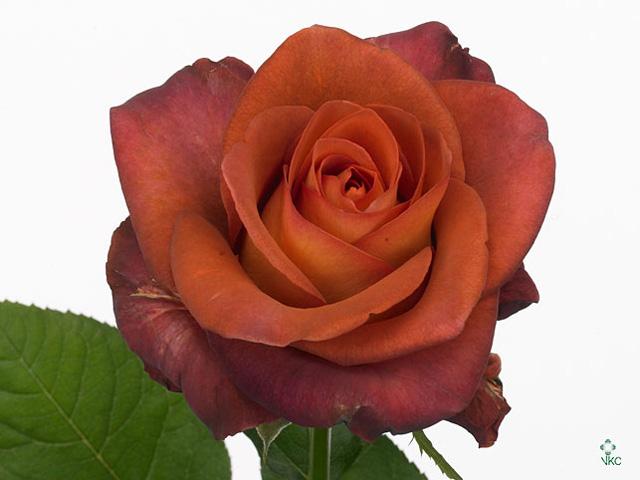 Срезанные цветы оптом Rosa large coffee break от 25шт из Голландии с доставкой по России