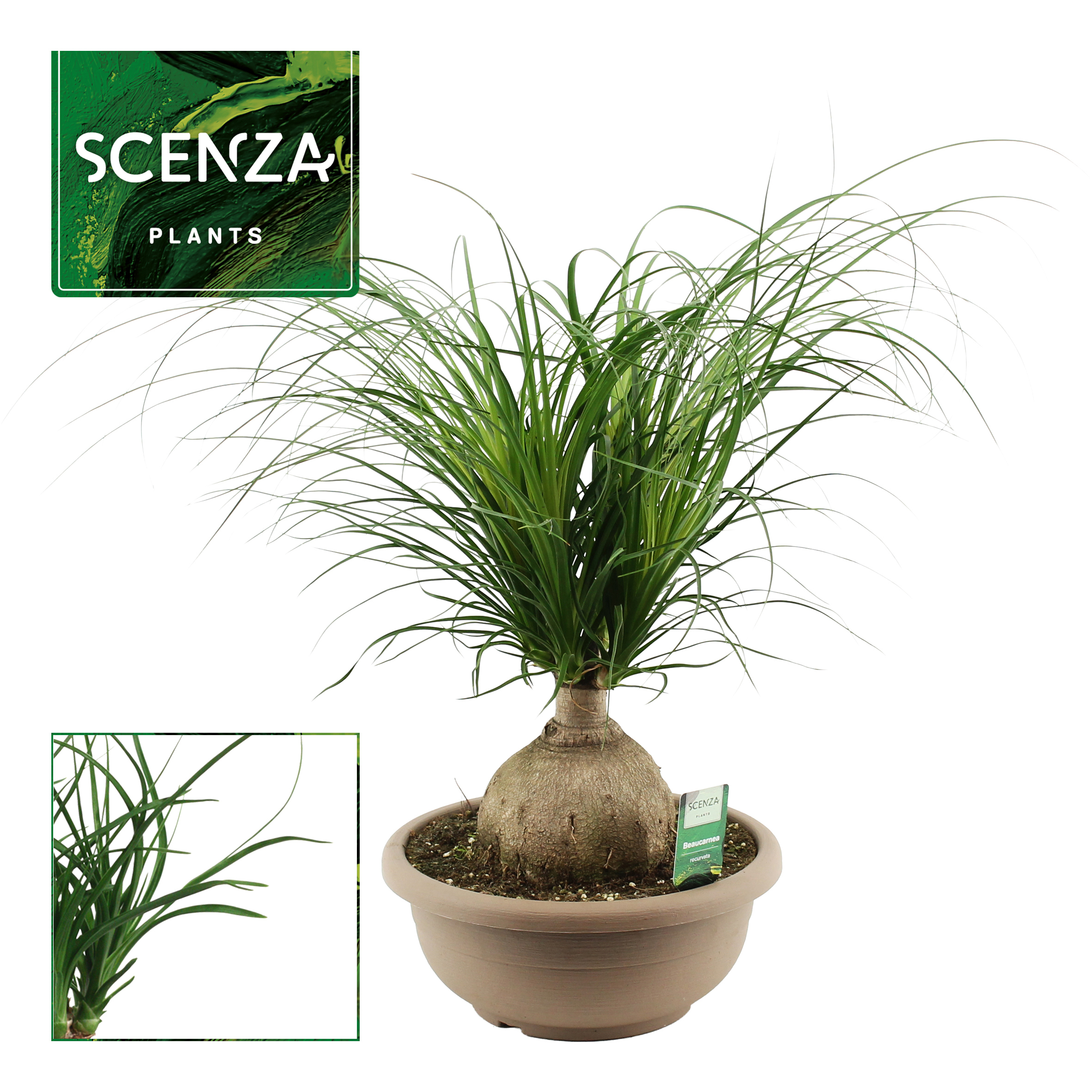 Горшечные цветы и растения оптом Beaucarnea Bol 30 Cm от 1шт из Голландии с доставкой по России