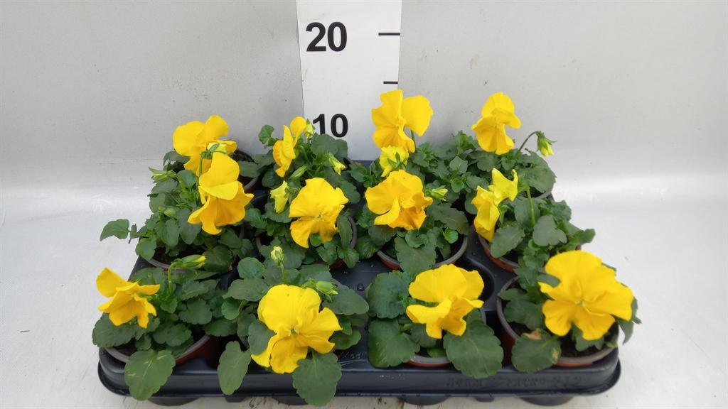 Горшечные цветы и растения оптом Viola Wr. matrix Yellow от 12шт (для телеги) из Голландии с доставкой по России