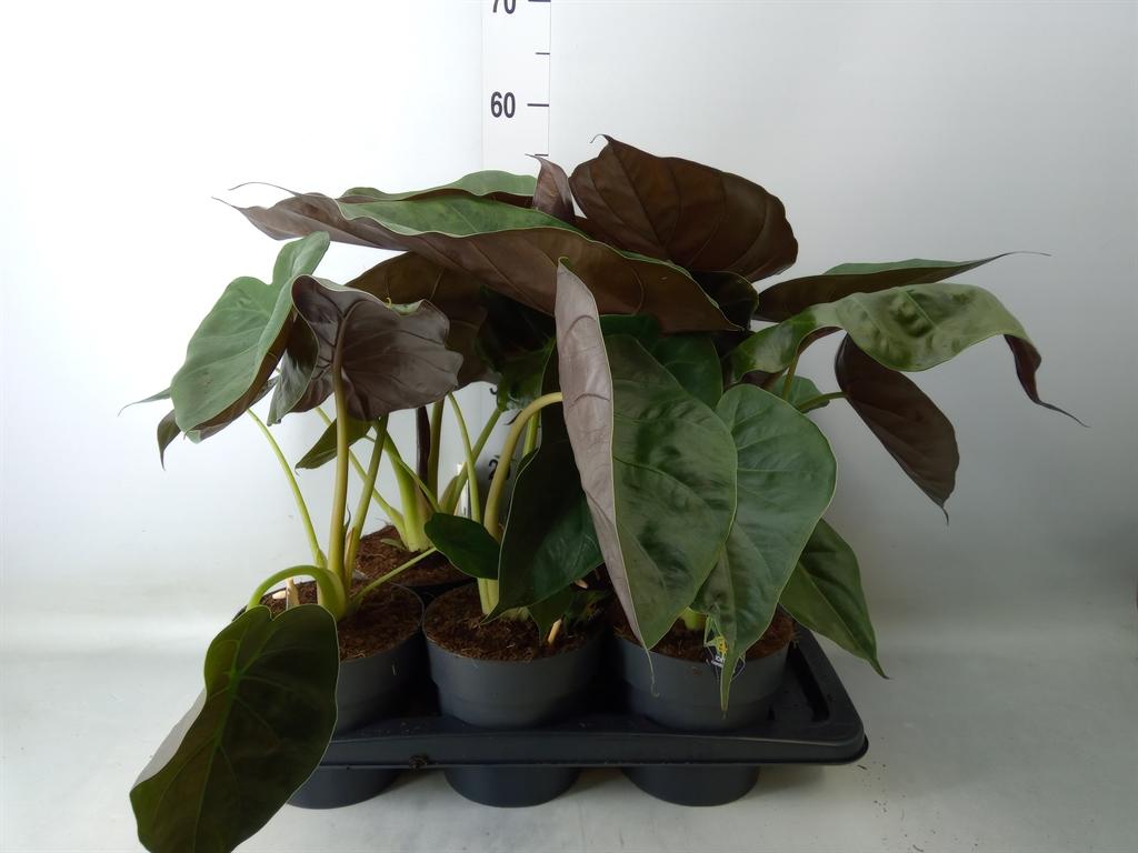 Горшечные цветы и растения оптом Alocasia Wentii от 6шт (для телеги) из Голландии с доставкой по России