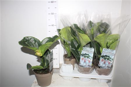 Горшечные цветы и растения оптом Medin Candy 1 Flower от 6шт из Голландии с доставкой по России