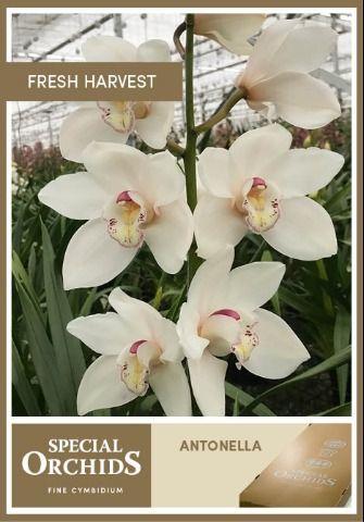 Срезанные цветы оптом Cymbidium white antonella от 2шт из Голландии с доставкой по России