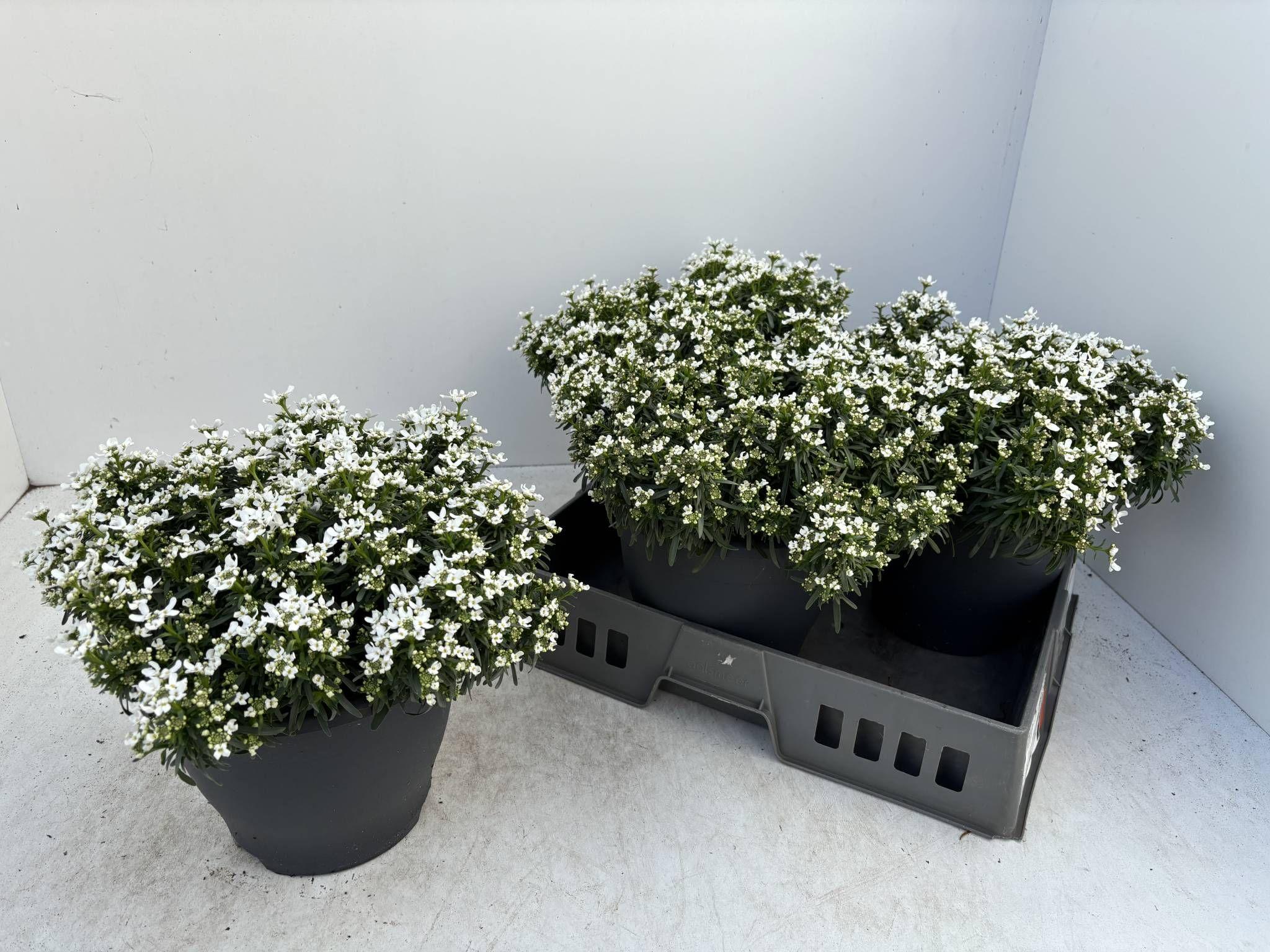 Горшечные цветы и растения оптом Iber Se Fischbeck от 3шт из Голландии с доставкой по России