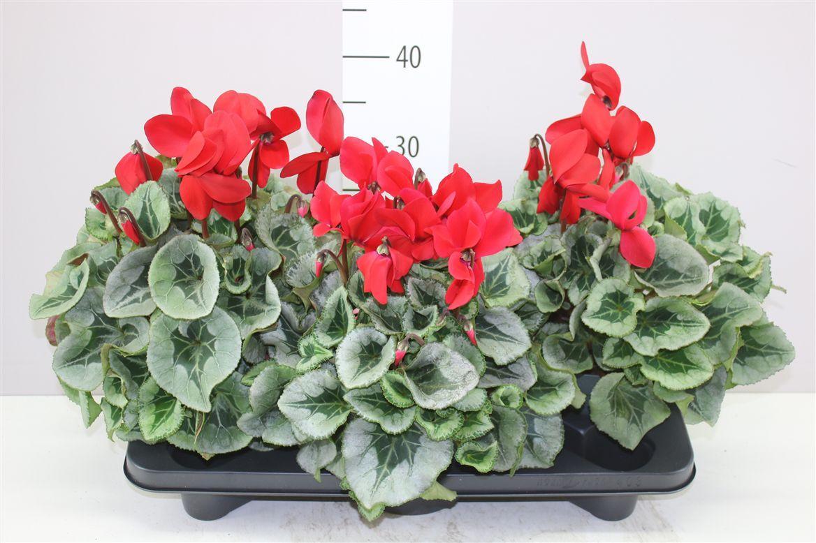 Горшечные цветы и растения оптом Cyclamen Gr Super Mammoth Rood Bontbladig от 3шт (для телеги) из Голландии с доставкой по России