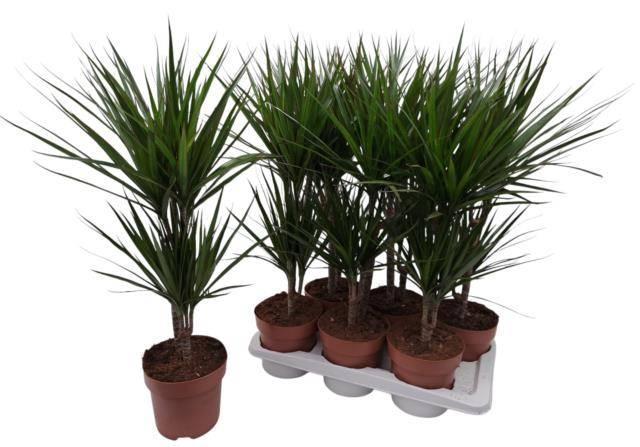 Горшечные цветы и растения оптом Dracaena Marginata от 6шт из Голландии с доставкой по России