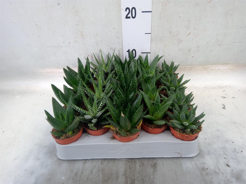 Горшечные цветы и растения оптом Aloe   ...mix от 20шт (для телеги) из Голландии с доставкой по России