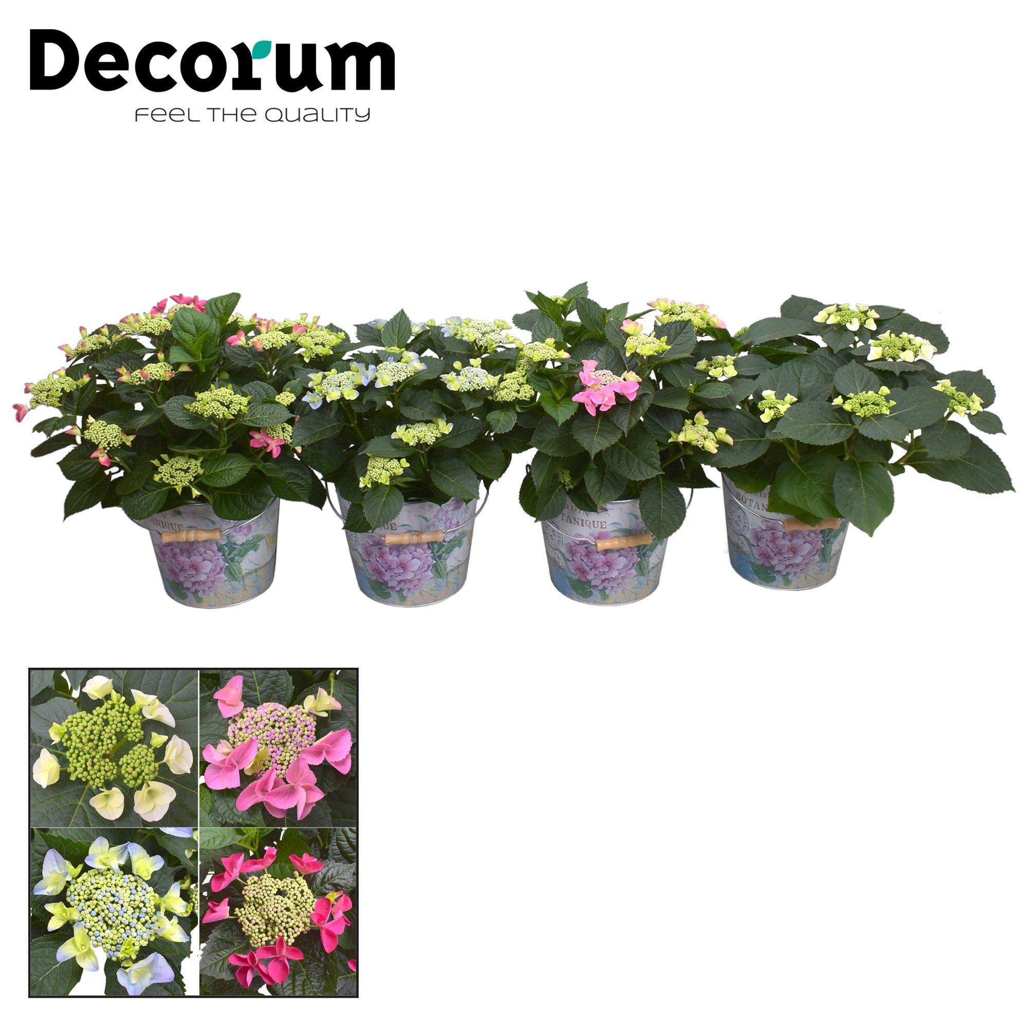 Горшечные цветы и растения оптом Hydrangea Teller Mix In Bucket 7+ (decorum) от 1шт из Голландии с доставкой по России