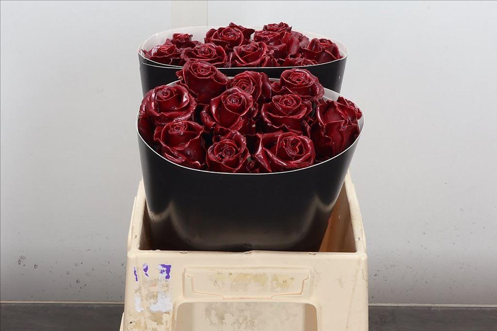 Срезанные цветы оптом Rosa large wax bordeaux от 20шт из Голландии с доставкой по России