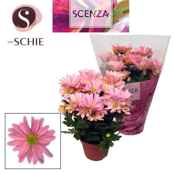 Горшечные цветы и растения оптом Chrys Margarita Pink (scenza) от 8шт из Голландии с доставкой по России