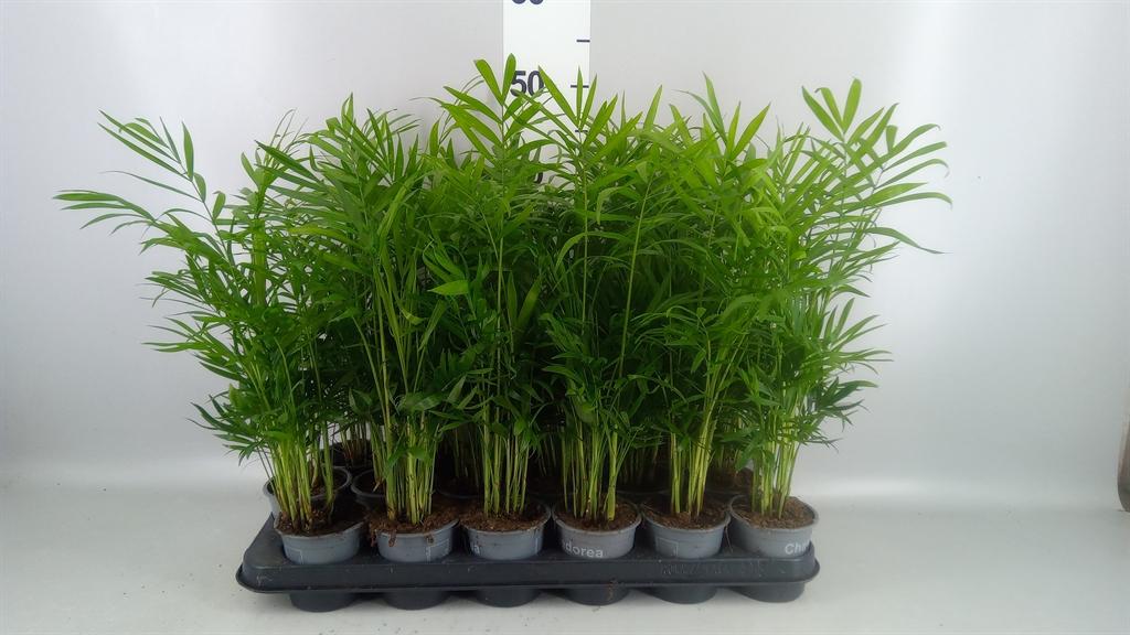Горшечные цветы и растения оптом Chamaedorea Elegans A от 18шт (для телеги) из Голландии с доставкой по России