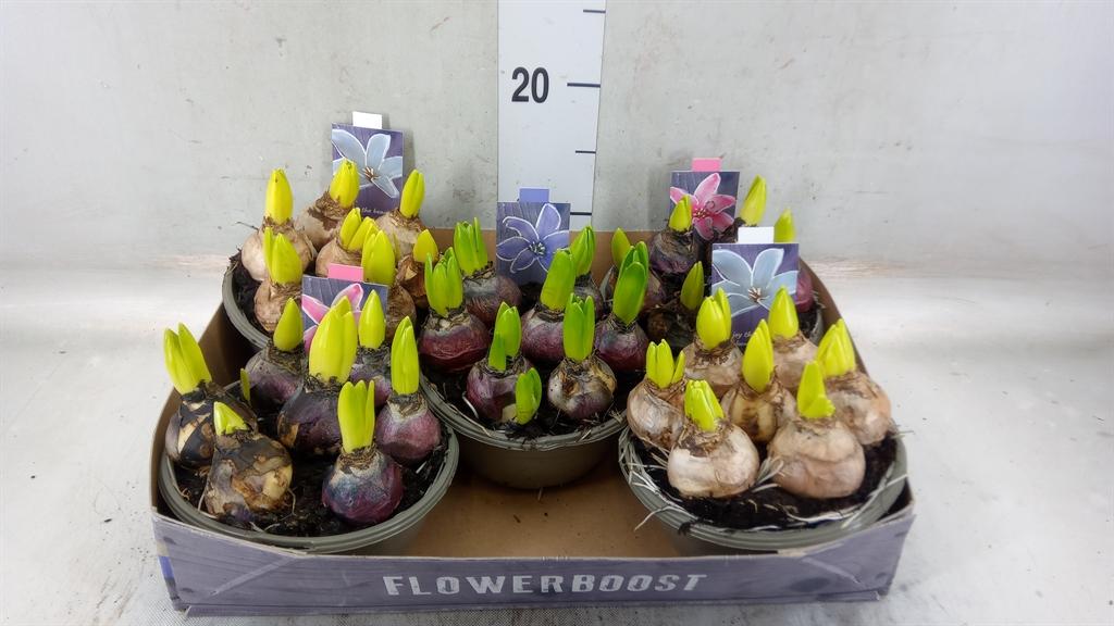 Горшечные цветы и растения оптом Hyacinthus Orie.   ...mix от 5шт из Голландии с доставкой по России