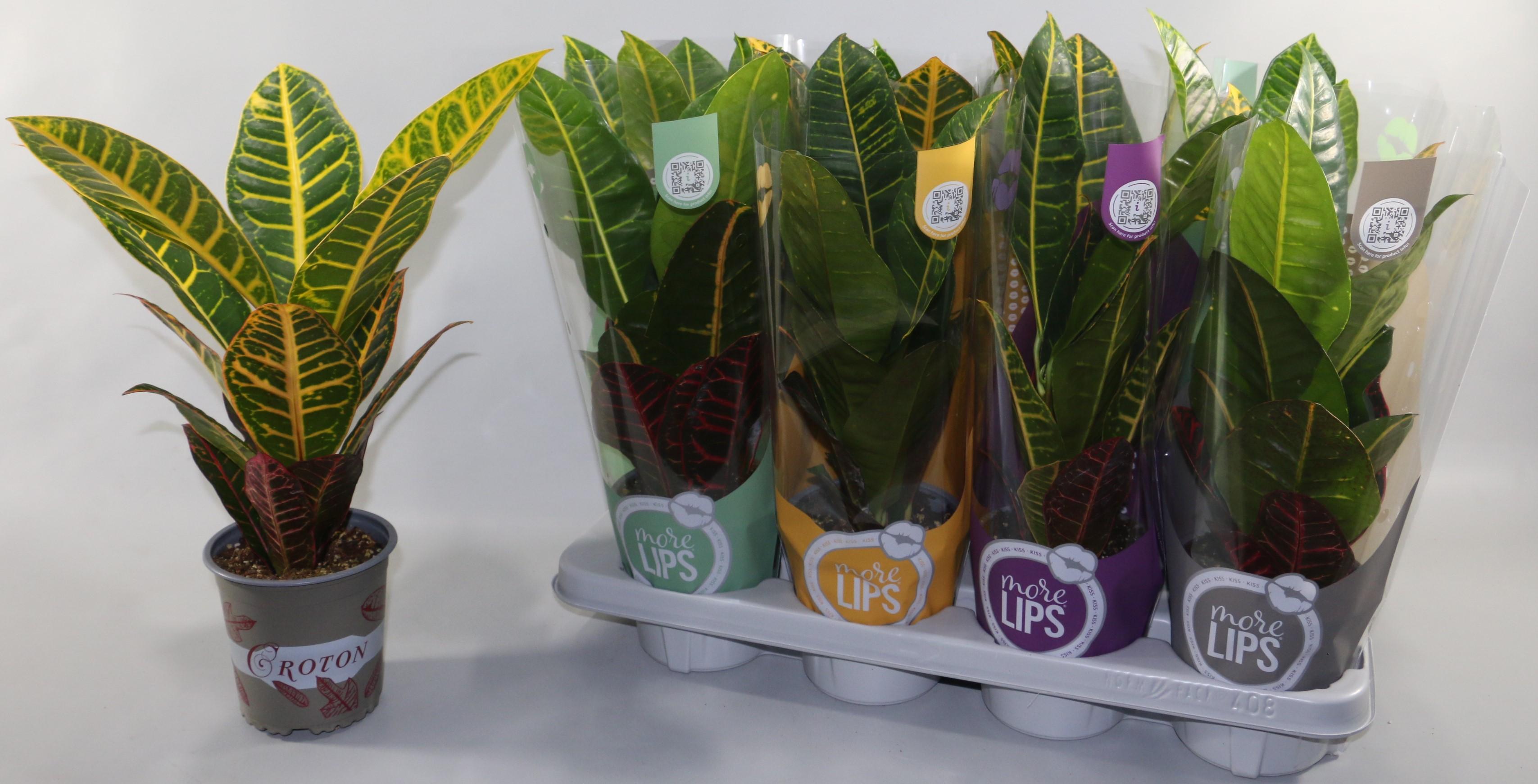 Горшечные цветы и растения оптом Cod Gr Petra от 8шт из Голландии с доставкой по России