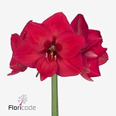 Срезанные цветы оптом Hippeastrum pleasure от 10шт из Голландии с доставкой по России