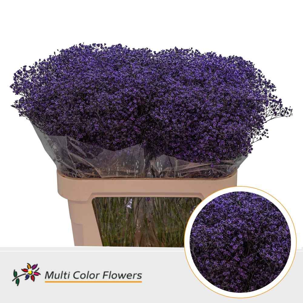 Срезанные цветы оптом Gyps mst paint violet от 50шт из Голландии с доставкой по России