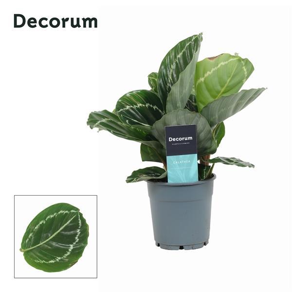 Горшечные цветы и растения оптом Calathea Grimson Green (decorum) от 6шт из Голландии с доставкой по России