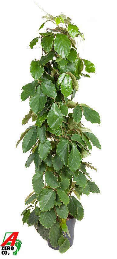 Горшечные цветы и растения оптом Tetrastigma Voinierianum Zuil от 1шт из Голландии с доставкой по России