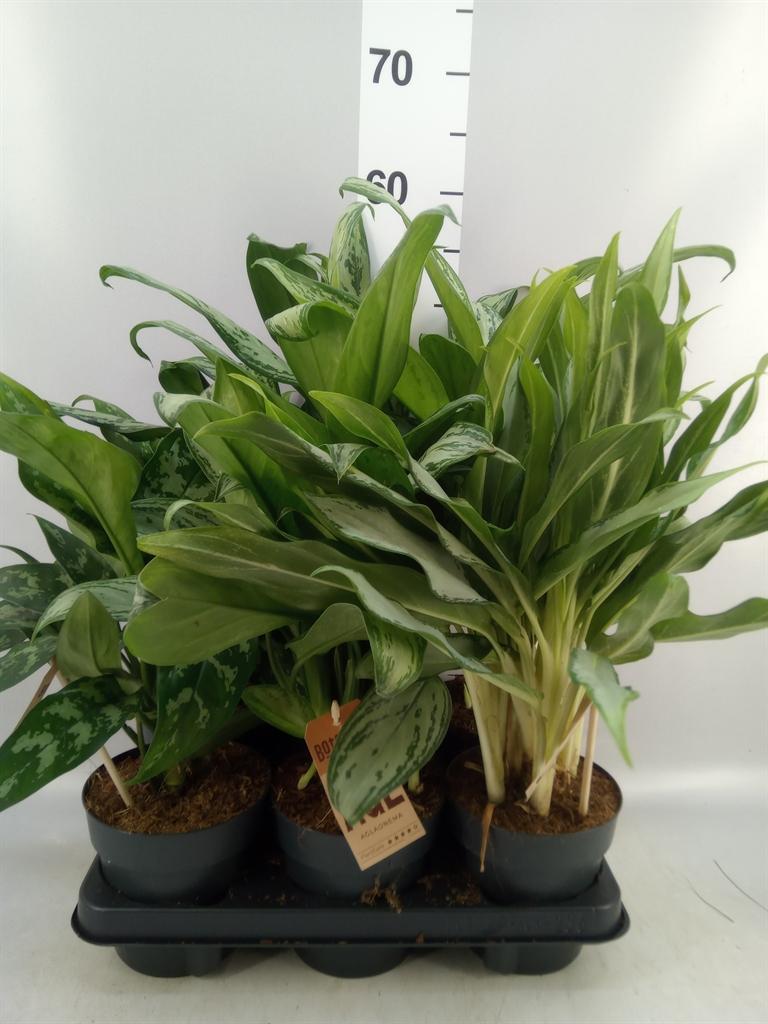 Горшечные цветы и растения оптом Aglaonema ...mix от 6шт из Голландии с доставкой по России