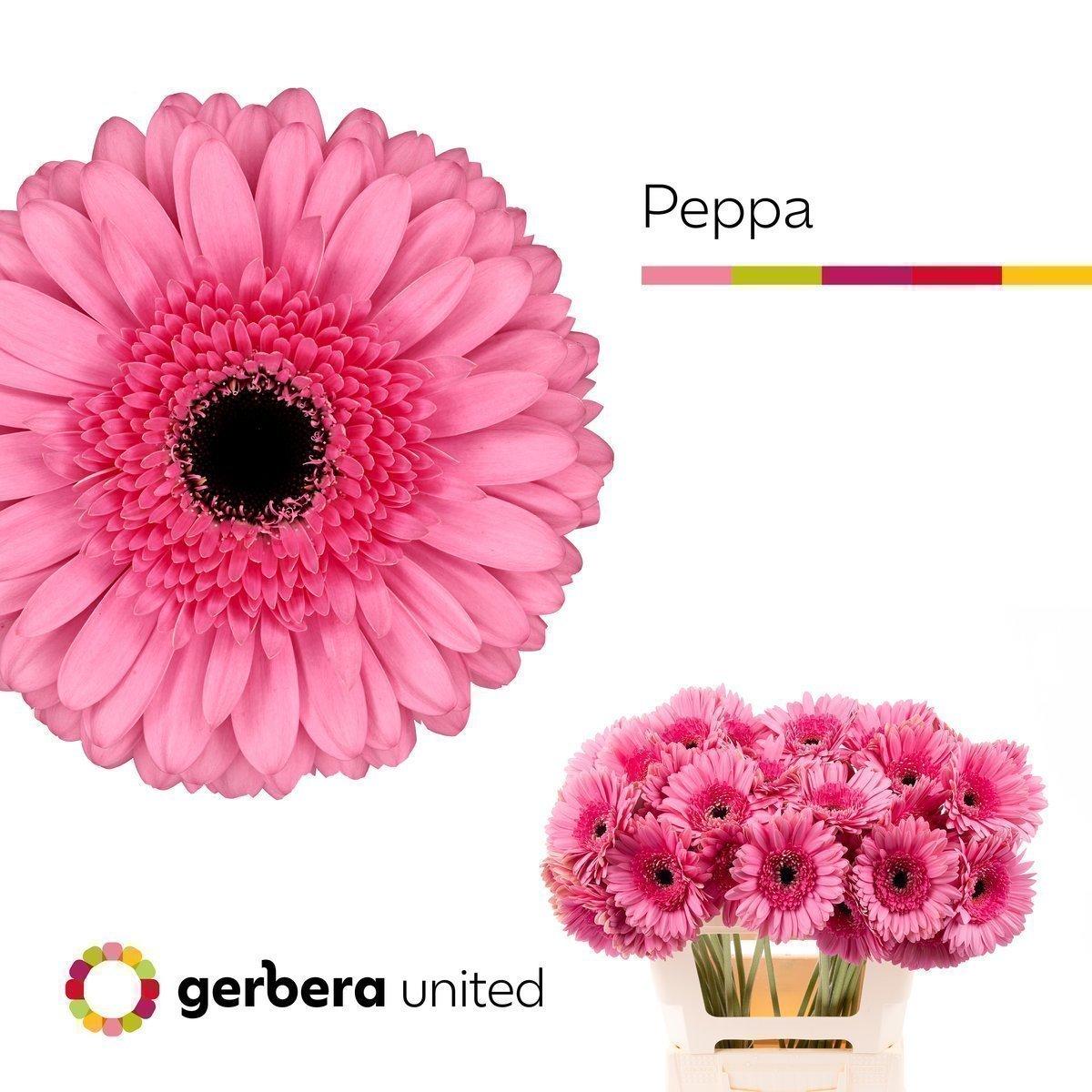 Срезанные цветы оптом Gerbera peppa от 40шт из Голландии с доставкой по России