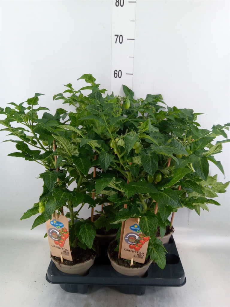 Горшечные цветы и растения оптом Solanum Lycopersicum   ... от 4шт из Голландии с доставкой по России