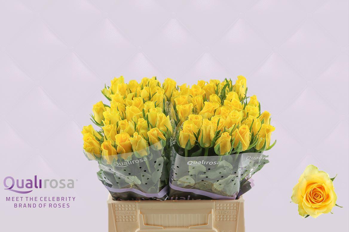 Срезанные цветы оптом Rosa large moonwalk от 60шт из Голландии с доставкой по России